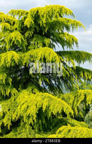 Cedrus deodara 'Aurea', Deodar Cedar tree Stock Photo