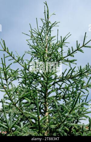 Likiang Spruce, Tree, Lijiang Spruce, Picea likiangensis Stock Photo