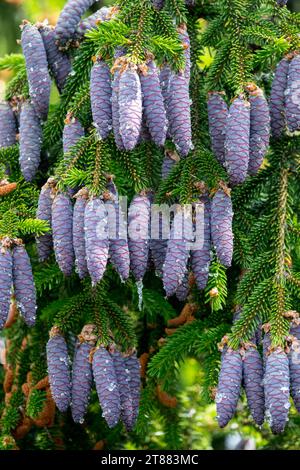 Caucasian Spruce, Female cones, Oriental Spruce, cones, Picea orientalis, branches, Tree Stock Photo