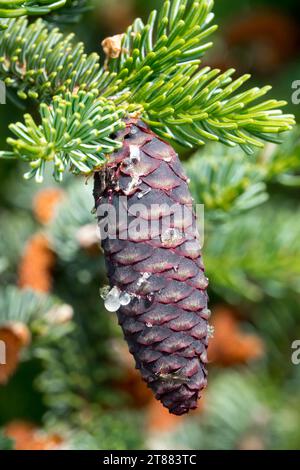 Cone, Picea abies, Conifer, Needles, Norway spruce, Plant, European spruce, Female cone Picea abies 'Glehinii' Stock Photo