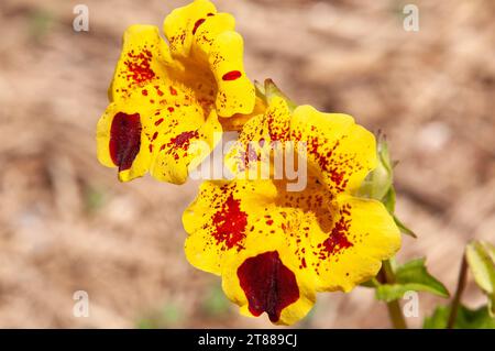 Sydney Australia, yellow flowers with red markings of a mimulus guttatus or monkey flower Stock Photo