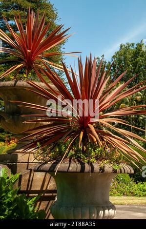 Sydney Australia, cordyline australis "red star" in garden urns Stock Photo