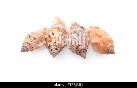 Beautiful seashells isolated on white, top view. Beach objects Stock Photo