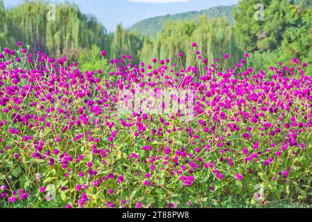 Blooming lupin (lupinus) inJawaharlal Nehru Memorial Botanical Gardens in Srinagar,Jammu,Kashmir India, Asia Stock Photo