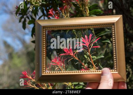 Tree bloom blossom beautiful flowers in wooden frame Stock Photo