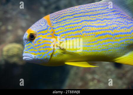 Beautiful colorful fish swims in the aquarium environment Stock Photo
