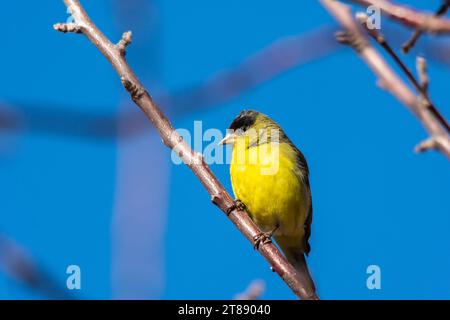male finch perched on a branch in a tree with a blue sky background. Stock Photo