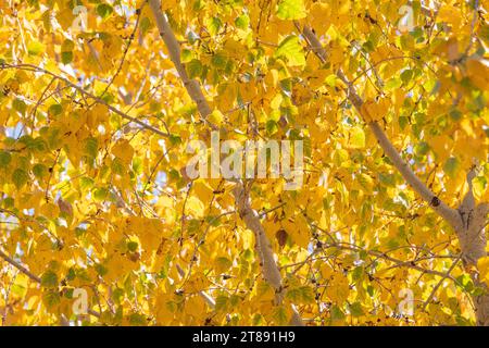 Bright yellow leaves on an Aspen tree, with hints of green scattered throughout the image, the leaves are backlit by sunlight. Stock Photo