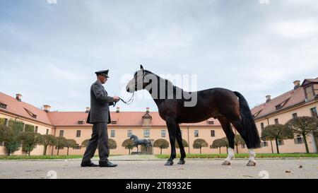 PRODUCTION - 16 November 2023, Saxony, Moritzburg: Phil Teifel, stud keeper at Moritzburg State Stud, stands in front of the life-size bronze sculpture of Elton by Eros, an important sire in the breeding of Saxon-Thuringian heavy warmbloods, during a photo session with 'Lancelo', a Saxon-Thuringian heavy warmblood stallion and national champion of 4- and 5-year-old driving horses in 2023, in the historic courtyard of the state stud. The joint horse breeding association of the two Free States closes the 2023 breeding year with the presentation of young stallions of the Saxon-Thuringian heavy wa Stock Photo