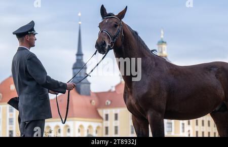 PRODUCTION - 16 November 2023, Saxony, Moritzburg: Phil Teifel, stud keeper at Moritzburg State Stud, stands in front of the former Wettin hunting lodge near Dresden during a photo session with 'Caesar', a Saxon-Thuringian heavy warmblood stallion currently undergoing his stallion performance test. The joint horse breeding association of the two Free States closes the 2023 breeding year with the presentation of young stallions of the Saxon-Thuringian Heavy Warmblood breed. The new crop of breeding stallions will be presented on November 24 and 25 at Moritzburg State Stud. Photo: Robert Michael Stock Photo