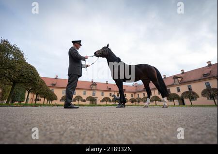PRODUCTION - 16 November 2023, Saxony, Moritzburg: Phil Teifel, stud keeper at Moritzburg State Stud, stands in the historic courtyard of the state stud during a photo session with 'Lancelo', a Saxon-Thuringian heavy warmblood stallion and 2023 national champion of 4- and 5-year-old driving horses. The joint horse breeding association of the two Free States will conclude the 2023 breeding year with the presentation of young stallions of the Saxon-Thuringian Heavy Warmblood breed. The new crop of breeding stallions will be presented at Moritzburg State Stud on November 24 and 25 Photo: Robert M Stock Photo