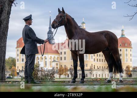 PRODUCTION - 16 November 2023, Saxony, Moritzburg: Phil Teifel, stud keeper at Moritzburg State Stud, stands in front of the former Wettin hunting lodge near Dresden during a photo session with 'Caesar', a Saxon-Thuringian heavy warmblood stallion currently undergoing his stallion performance test. The joint horse breeding association of the two Free States closes the 2023 breeding year with the presentation of young stallions of the Saxon-Thuringian Heavy Warmblood breed. The new crop of breeding stallions will be presented at Moritzburg State Stud on November 24 and 25 Photo: Robert Michael/ Stock Photo