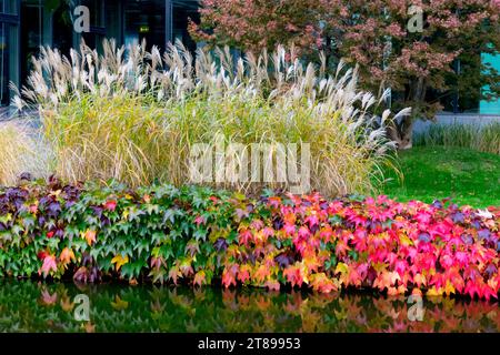 Autumn, Border, Boston Ivy, Parthenocissus tricuspidata, Japanese Creeper, Maiden Grass, Miscanthus, Garden, Season Stock Photo