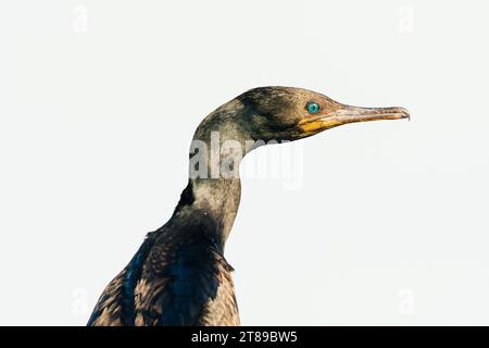 Cormorant bird Stock Photo