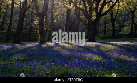 Strongly backlit trees and Bluebells [  Hyacinthoides non-scripta ] at Blackbury Camp, Devon, UK Stock Photo