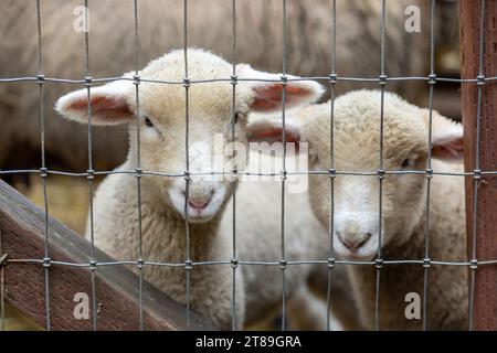 'Inside Looking Out' Lambs in a sheep barn.  Animal farm in Northern California. Stock Photo