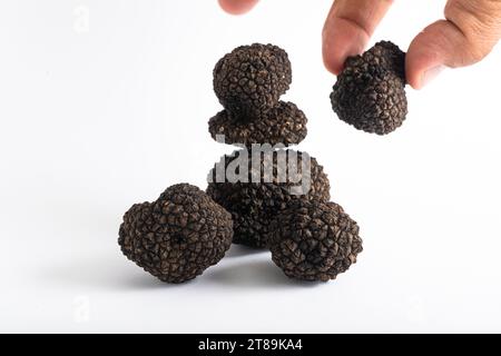 Black truffle mushroom in hand on white background, black truffle mushroom Stock Photo
