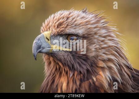 A very close up portrait of the head of a golden eagle showing detail in the feathers eye and beak Stock Photo