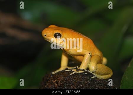 Colorful closeup on a yellow Golden poison dart arrow frog , Phyllobates terribilis sitting on wood Stock Photo