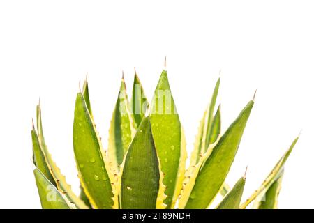 American agave or Agave americana yellow striped leaves closeup Stock Photo