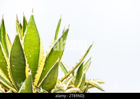 Agave americana with yellow edges leaves with copy space Stock Photo