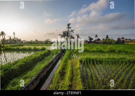 Great fresh rice terraces with water in the morning. View over fish green to a Hindu temple in the morning. Landscape shot on a tropical island Bali Stock Photo