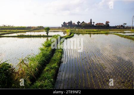 Great fresh rice terraces with water in the morning. View over fish green to a Hindu temple in the morning. Landscape shot on a tropical island Bali Stock Photo