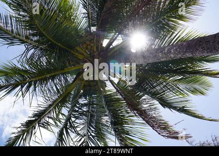 Looking up at flared sun rays through palm tree with coconuts in queensland, australia Stock Photo