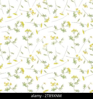 Seamless pattern watercolor common tansy. Yellow field flowers. Hand ...