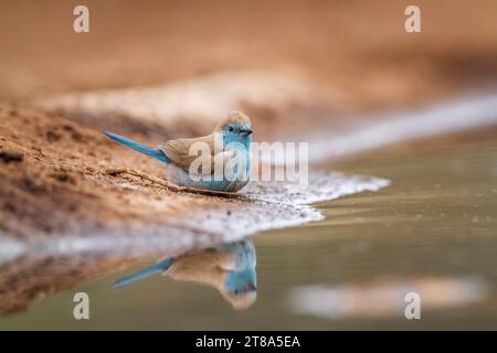 Blue-breasted Cordonbleu along waterhole with reflection in Kruger National park, South Africa ; Specie Uraeginthus angolensis family of Estrildidae Stock Photo