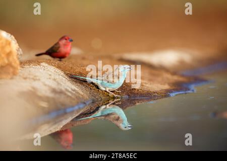 Blue breasted cordonbleu and Jameson Firefinch in Kruger National park, South Africa ; Specie Lagonosticta rhodopareia and Uraeginthus angolensis fami Stock Photo