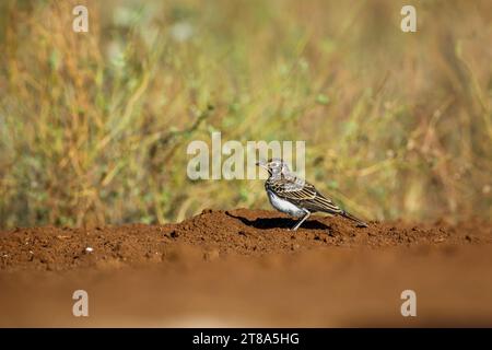 Dusky Lark walking on the ground in Kruger National park, South Africa; specie Pinarocorys nigricans family of Alaudidae Stock Photo