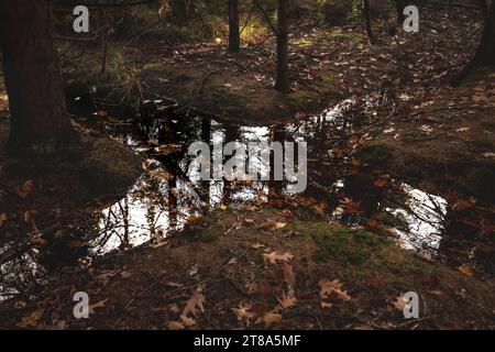 A scenic woodland area featuring a small stream running through the landscape, surrounded by trees with fallen leaves scattered on the ground Stock Photo