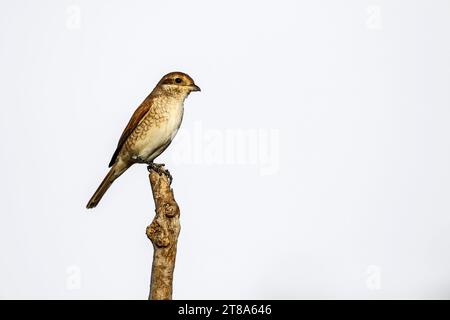 Red-backed Shrike female isolated in white background in Kruger National park, South Africa ; Specie Lanius collurio family of Laniidae Stock Photo