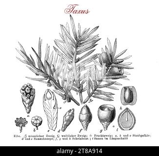 Morphology table of Taxus baccata or European yew, coniferous small ornamental evergreen tree, the leaves are flat dark green.All the plant parts are toxic to the humans except the berries. The seed cones develop red berries called aril gelatinous and sweet.It is traditionally a churchyard tree. Stock Photo