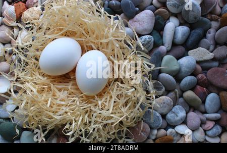 Two White Eggs In A Hay Nest On A Rocks At Sea Shore Outdoor Photo Top View Stock Photo