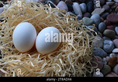 Closeup Angle View Of Two Same Size Eggs In A Straw Nest On A Pebbles Stock Photo
