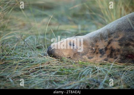 Grey Seal Cow, Donna Nook, Lincolnshire Stock Photo