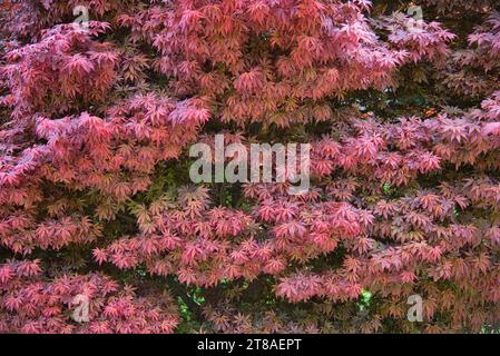 un erable du japon Amagi Shigure / a Japanese maple Amagi Shigure Stock Photo