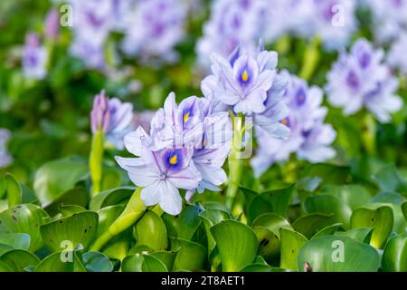 Blooming common water hyacinth flowers from a little pond Stock Photo