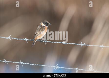 European stonechat (Saxicola rubicola), perched on barbed wire in winter Stock Photo