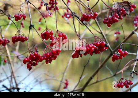 Bunches of Red Snowball Berries (Viburnum Opulus) with water behind. Stock Photo