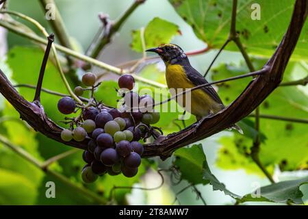 Bananaquit (Coereba flaveola) perched on a hanging grapevine, on the island of Aruba. Large bunch of grapes hang next to the bird. Stock Photo