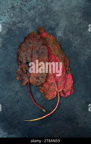 Two scarlet red leaves of Broad leaved dock or Rumex obtusifolius turning brown lying on grey marble Stock Photo