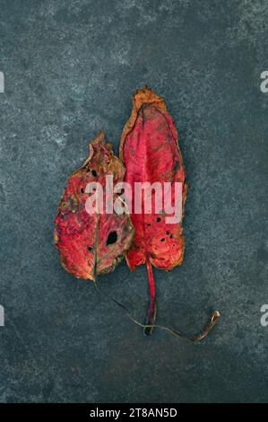 Two scarlet red leaves of Broad leaved dock or Rumex obtusifolius turning brown lying on grey marble Stock Photo