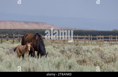 Wild Horse Mare and Foal in Summer in the Wyoming Desert Stock Photo