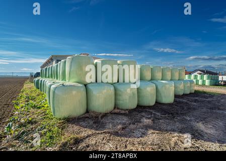 Plastic-wrapped hay bales stacked near the barn on the Italian country farm in the Po Valley in the province of Turin under blue skies Stock Photo