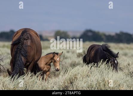 Wild Horse Mare and Foal in Summer in the Wyoming Desert Stock Photo