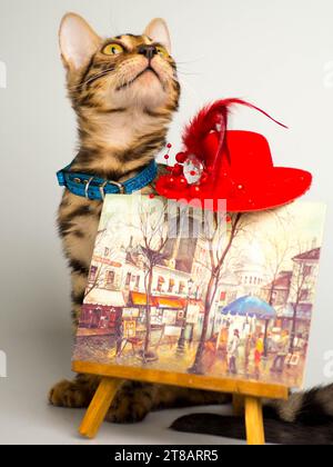 Bengal kitten sitting at a small easel on a white background Stock Photo