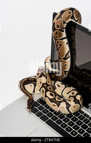 Python snakes and laptop computer. Concept of using high-level ...